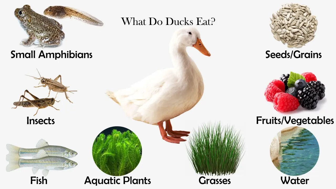 What Do Ducks Eat? - Feeding Nature
