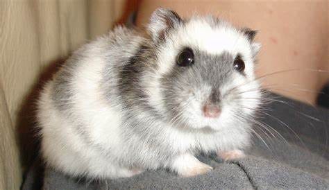 An adorable Russian dwarf hamster. | 10 of the Cutest Exotic Pets ...
