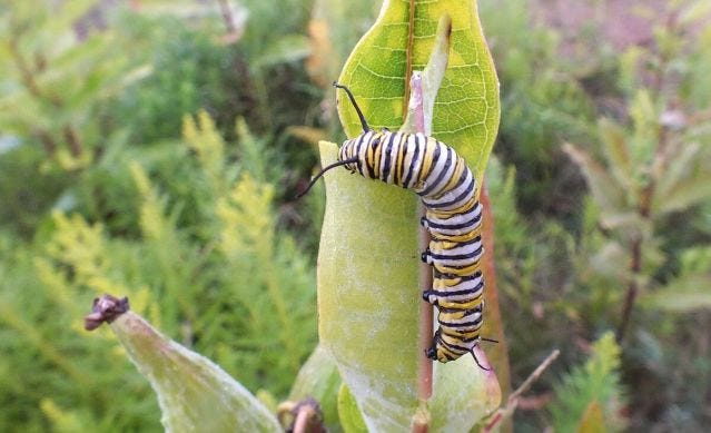 monarch butterfly larvae on milkweed - tommy thompson park - toronto 6
