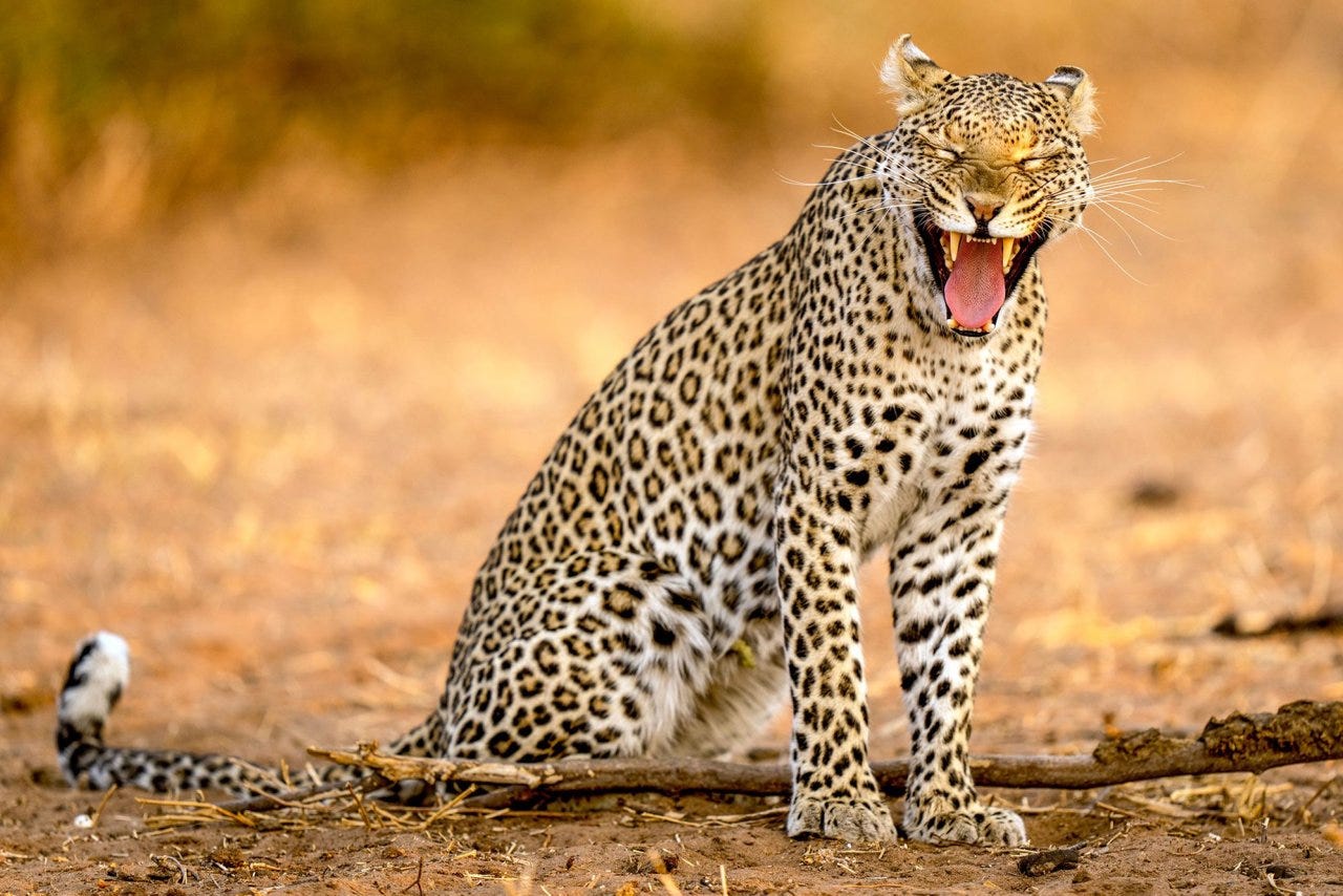 Fotografía leopardo Nick Dale