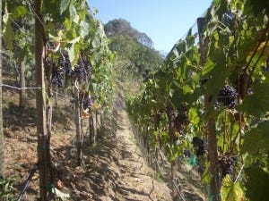 Vines on the edge, at the Pizulli estate