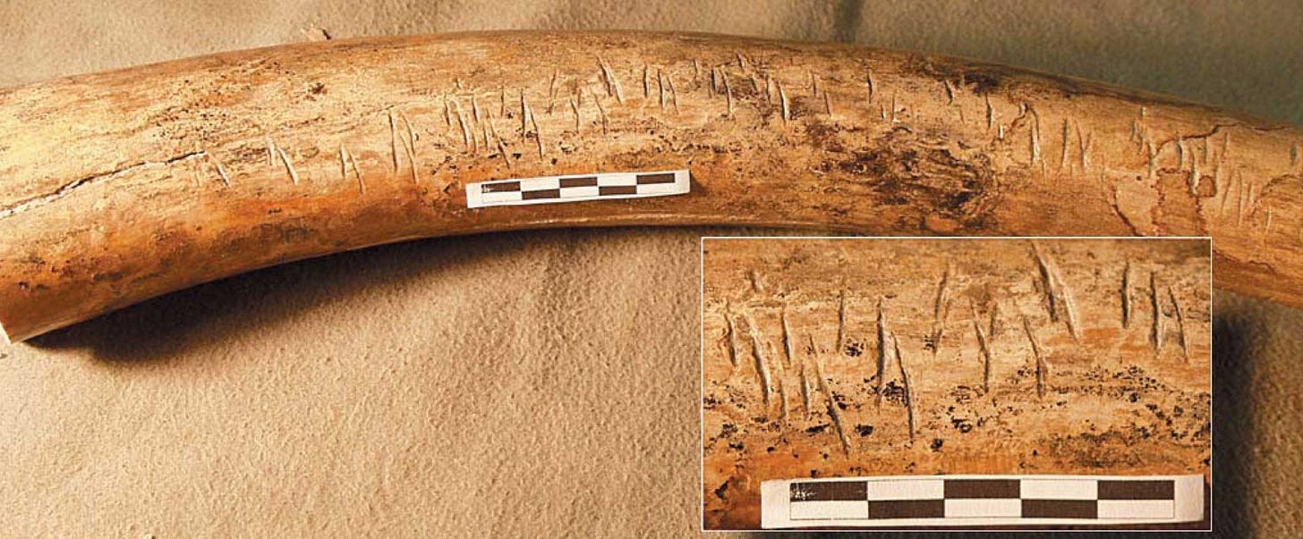 A mammoth tusk with a series of many parallel cutmarks across it. An inset shows some of the cutmarks in detail. A mammoth tusk with a series of many parallel cutmarks across it. An inset shows some of the cutmarks in detail.