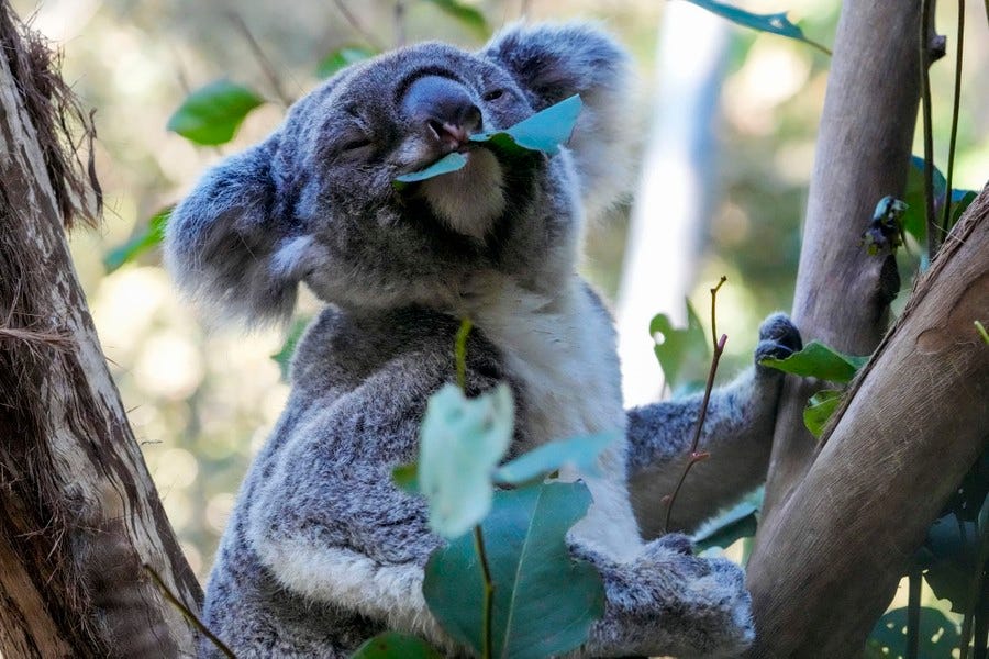 A koala eats leaves in a tree.