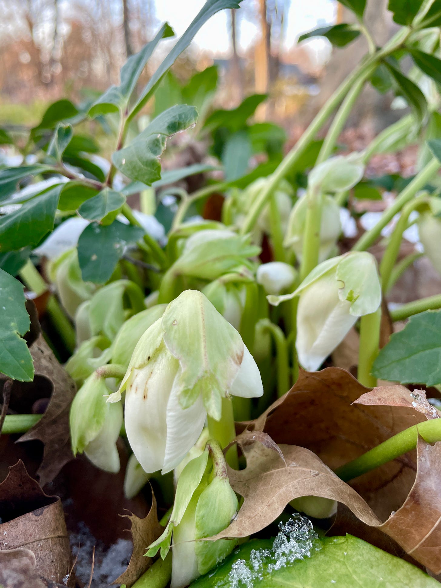 Buds of Helleborus niger ‘Josef Lemper’ with some snow. 