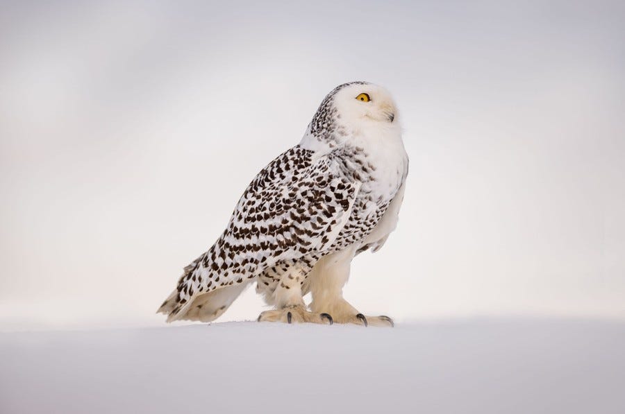 A white owl with spotted wings and large talons stands in a snowy field.