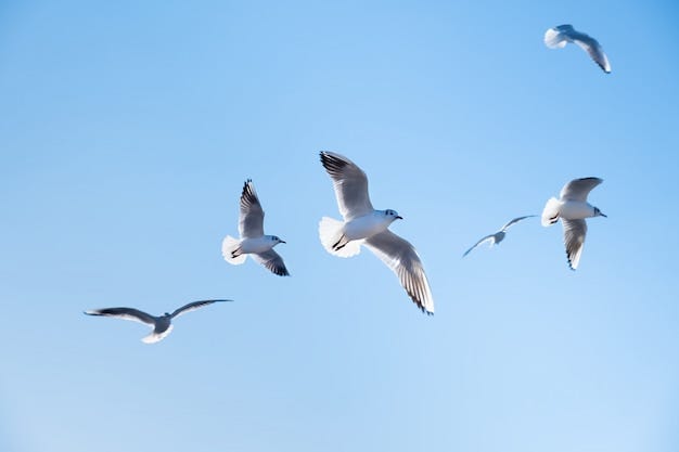 Free photo: Flock of 5 seagulls flying in blue sky