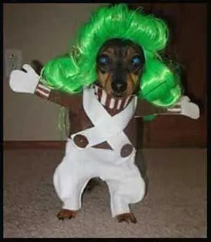 41 of the Most Hilarious Dog Costumes You'll Ever See ...