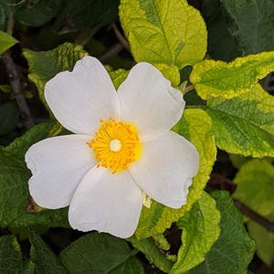 Cistus Mickie