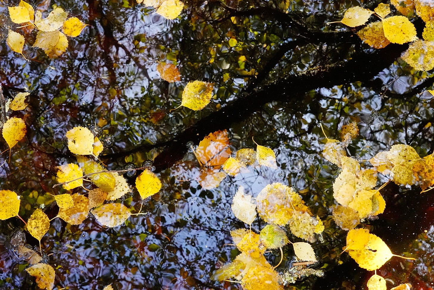 Bright yellow birch leaves decorate the surface of the pool, the water reflecting the shapes of the trees above