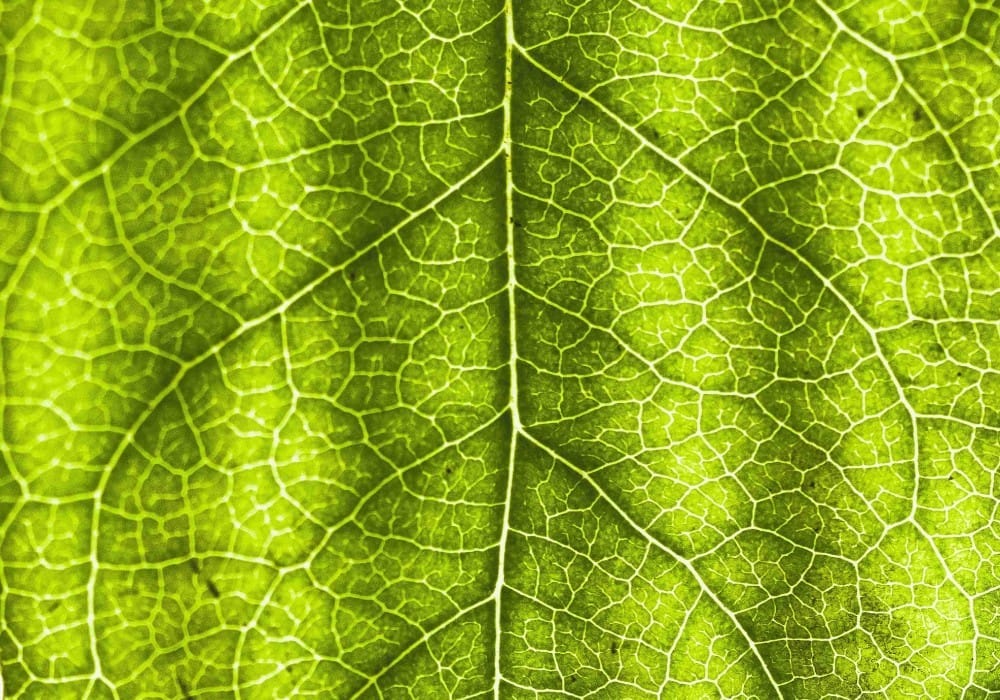 Close up of lines on a leaf representing high vibration timelines