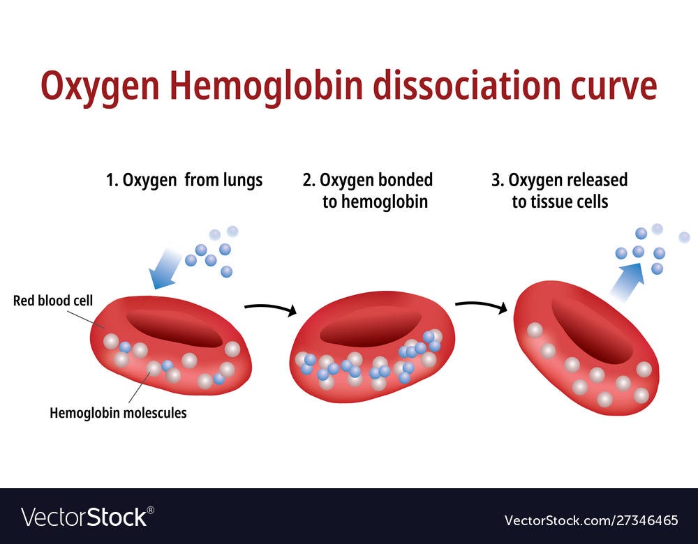 Oxygen hemoglobin dissociation curve Royalty Free Vector