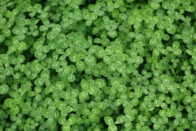 The Night Before St Patrick's Day The Night Before St Patrick's Day