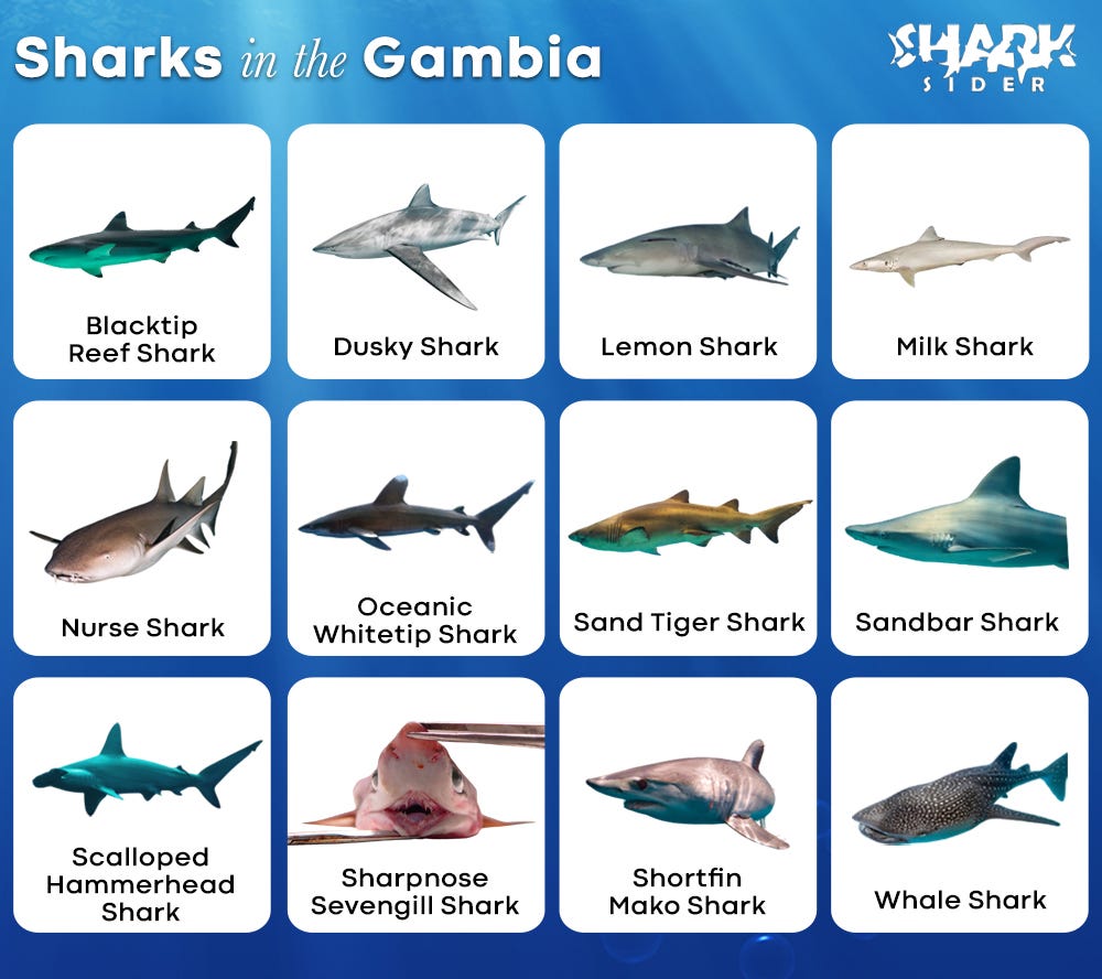 List of Sharks in the Gambia with Pictures