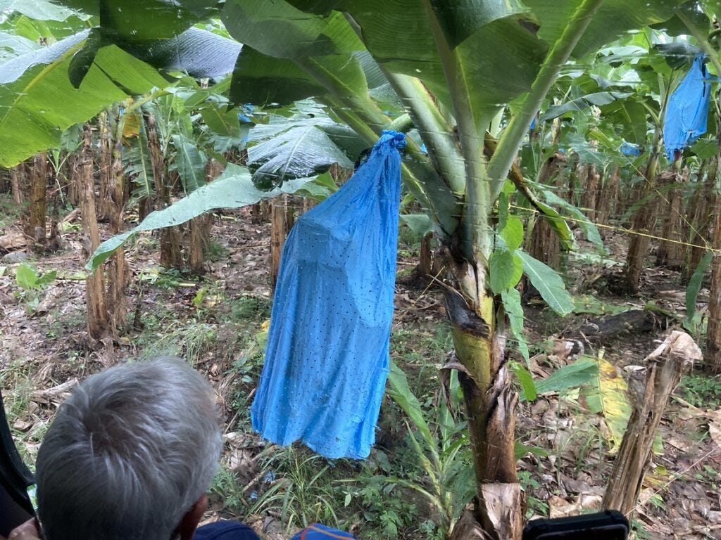 covered bananas in costa rica jungle
