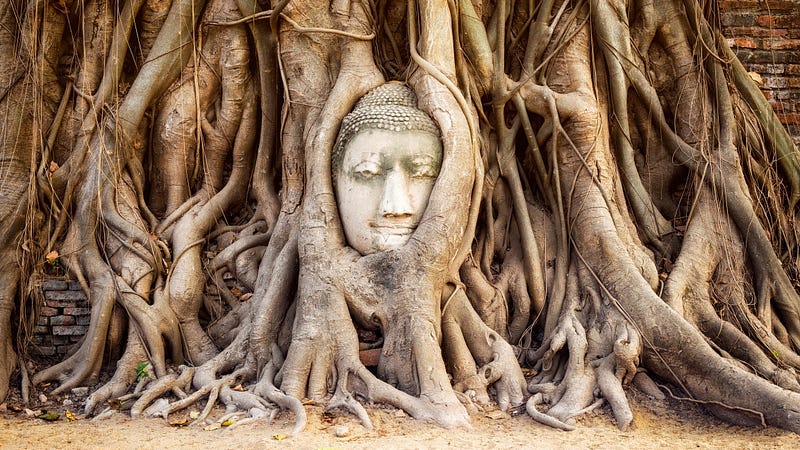 buddha head sculpture peers out of tree roots