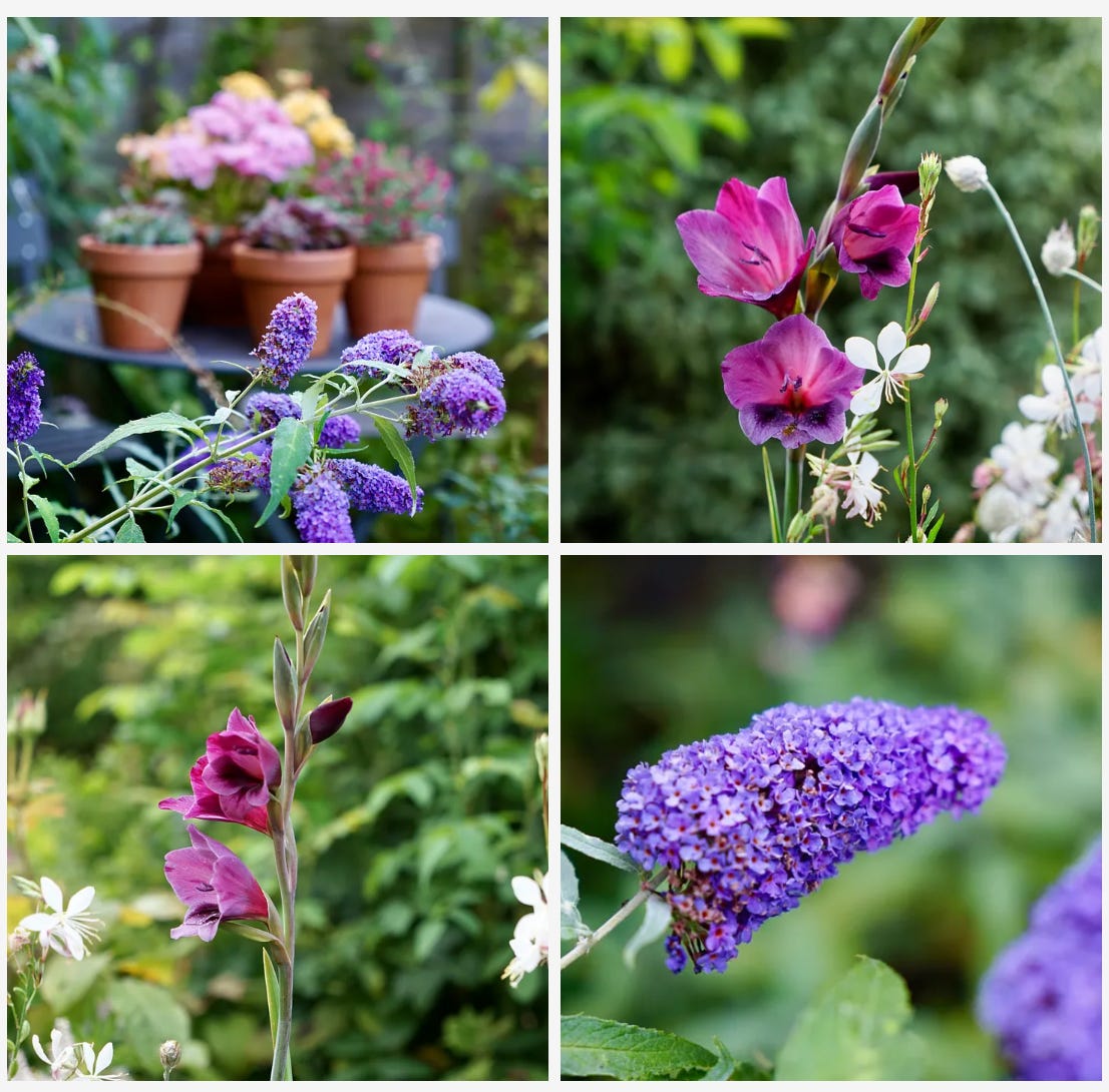 Red and purple flowers in a cottage garden