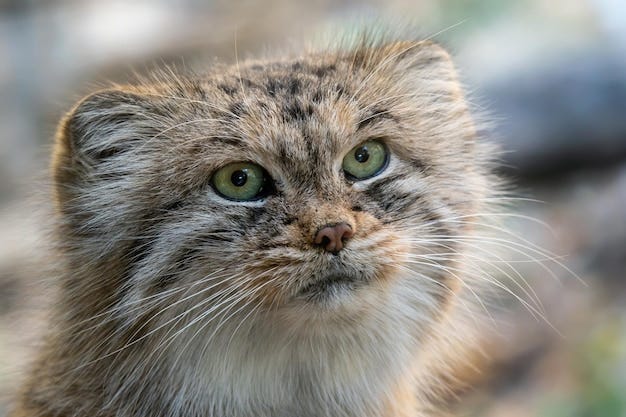Manul o gato de pallas otocolobus manul lindo gato salvaje de asia | Foto  Premium