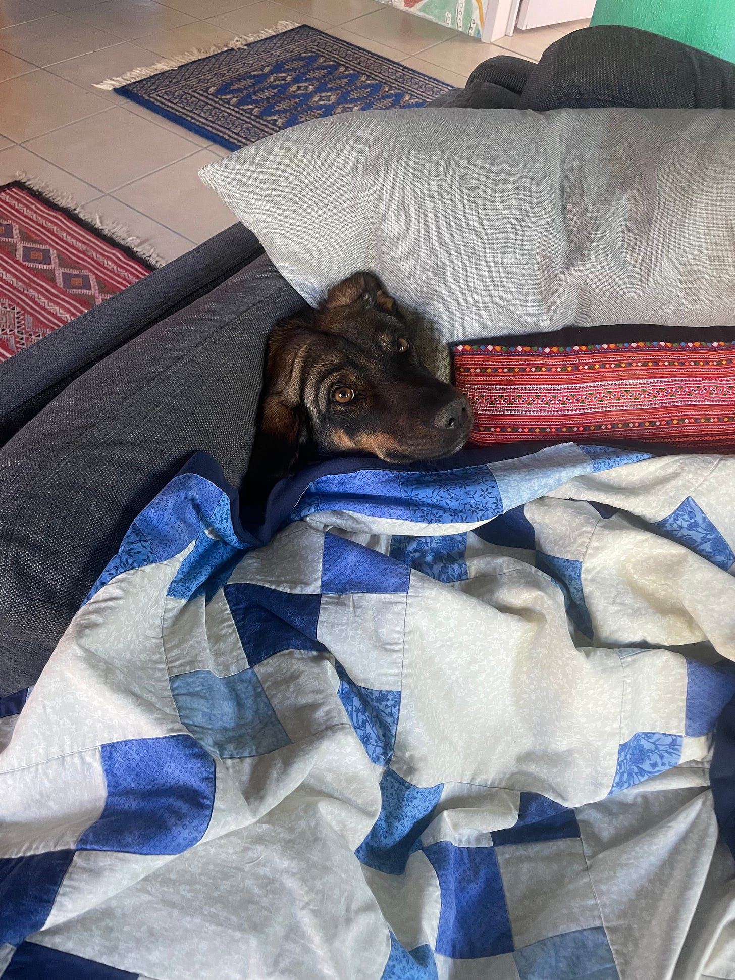 Our dog Tigre resting on the couch under a blanket.