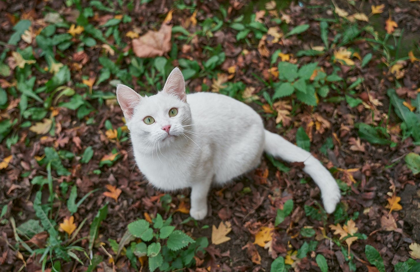 White Cat. Photo by Aleksandr Nadyojin from Pexels.