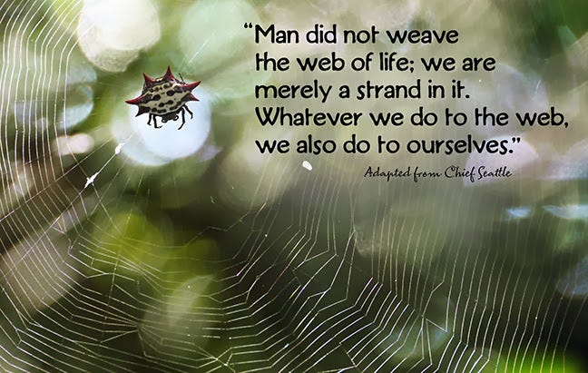 An image od a spider in a web with a sun dappled green background. The overlaid text read, "Man did not weave the web of life; we are merely a strand in it. Whatever we do to the web, we also do to ourselves. Adapted from Chief Seattle."