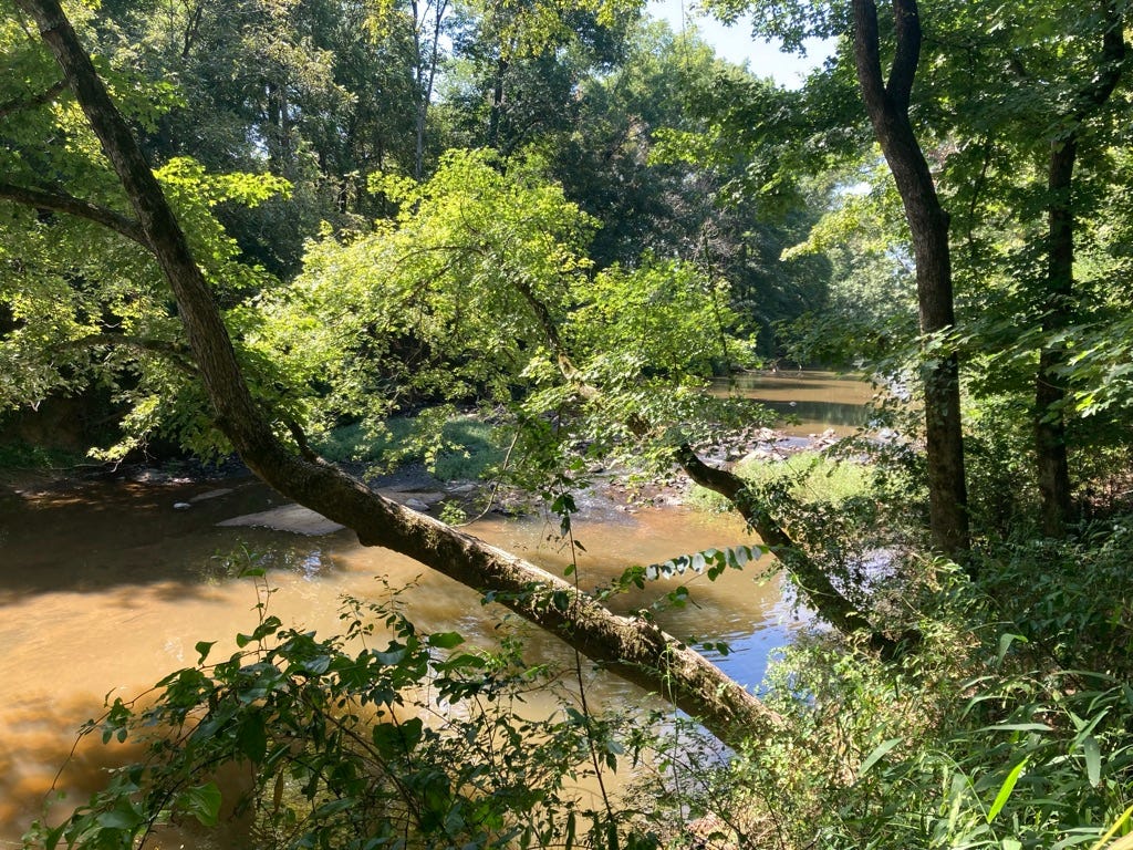 photo of the river with trees leaning over
