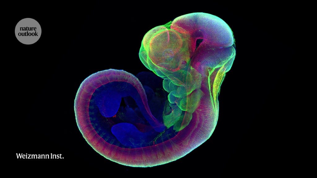 The next frontier for human embryo research