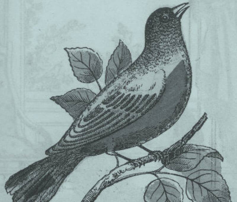 Robin's illustration, unknown, 1907