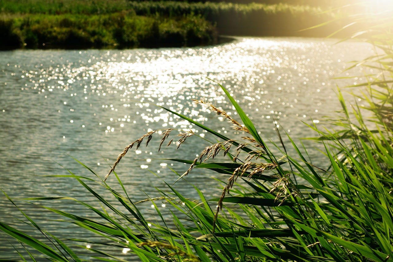 Sunlight shimmering on a river with tall green grass in the foreground.