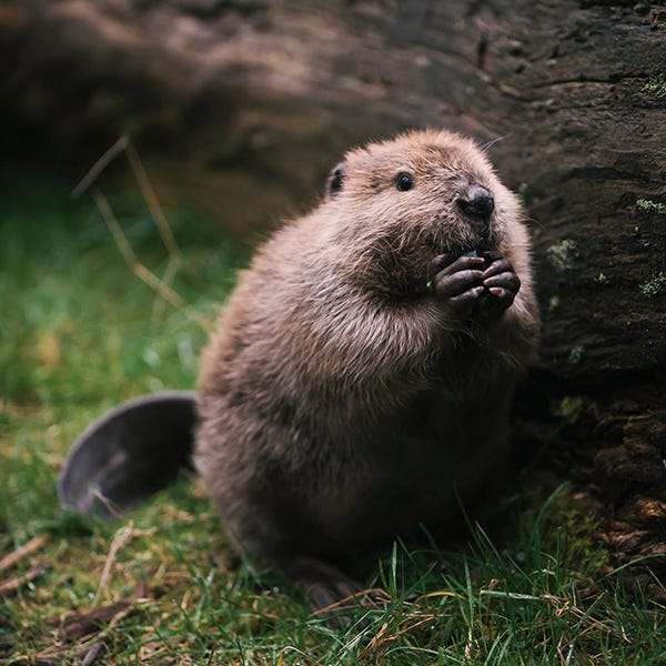 Why We Love Beavers - Ipswich River Watershed Association