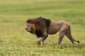 A massive male lion on the prowl. - Zhayynn James Photography | Facebook