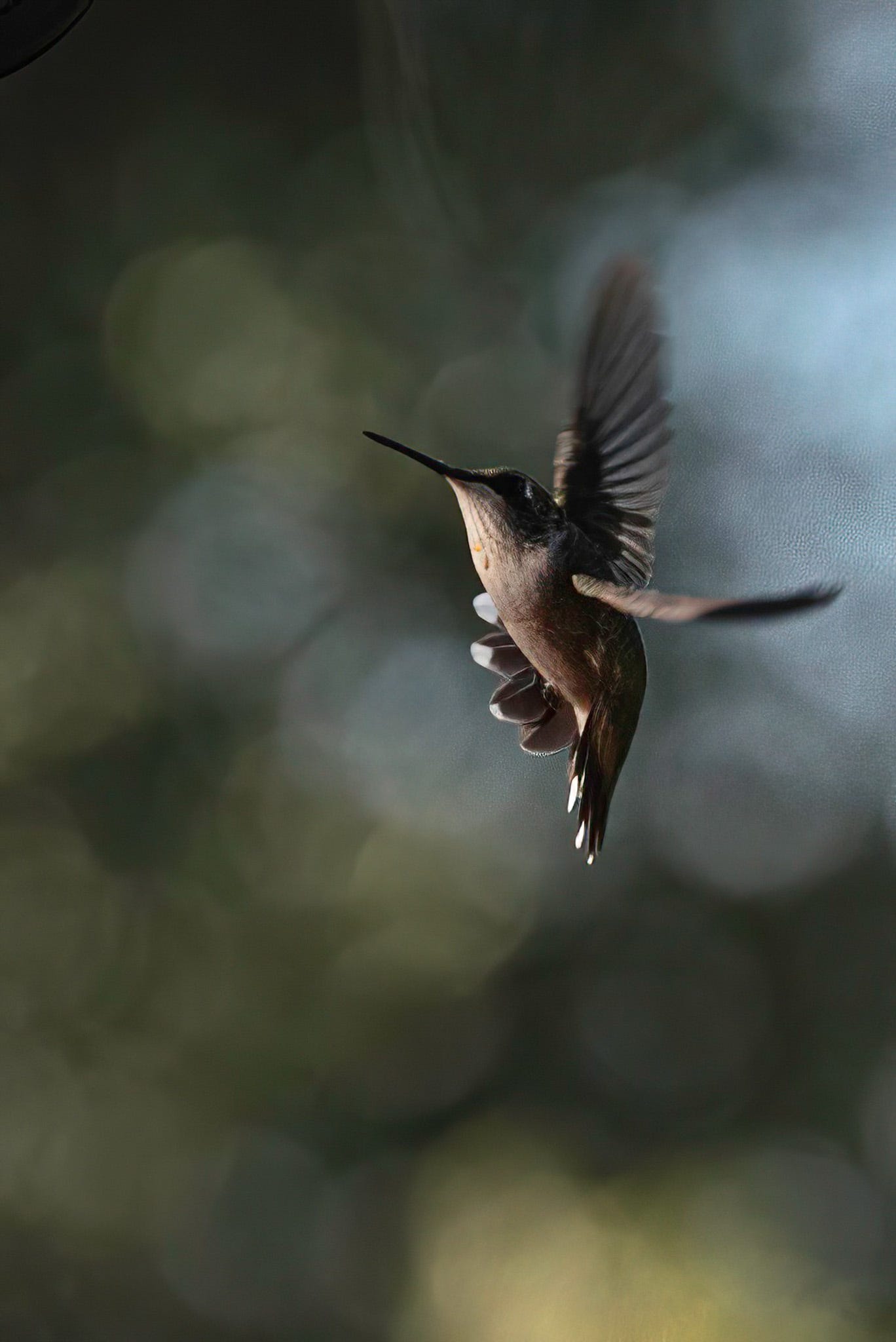 A Rufous Hummingbird caught in flight, wings extended against a bokeh background of greens and blues