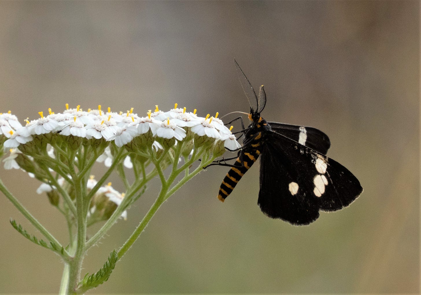 Magpie moth (Nyctemera annulata, endemic) feeding on introduced yarrow flower in a New Zealand (Otago) garden.