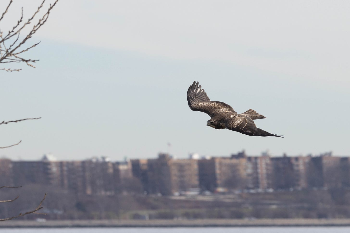 the same hawk as the previous picture flying to the left against a blue sky, with blurry brown apartment buildings in the background.
