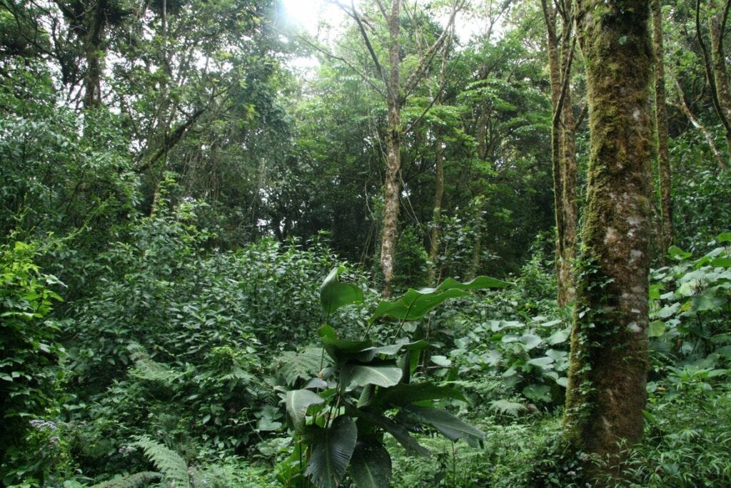 Costa rica rainforest