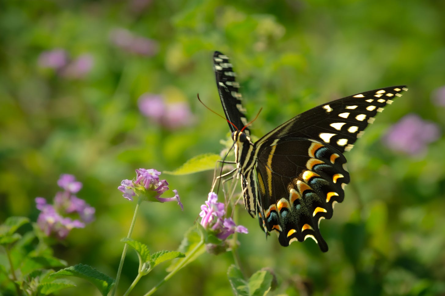 Swallowtail butterfly on a purple lantana bloom with the leaves and blossoms of the bush blurred in the background