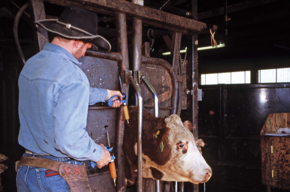 Pre-breeding vaccinations for cows and bulls