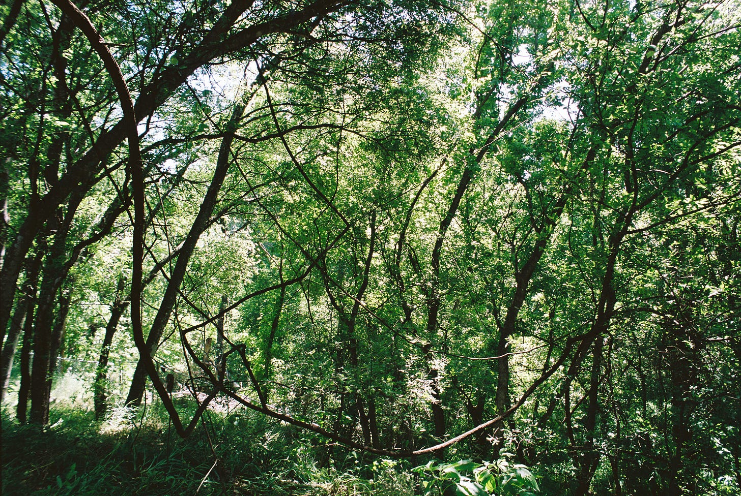 Color film photo of green woods with vines