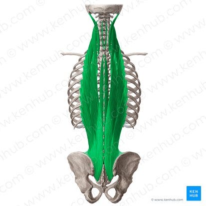 Erector spinae: Attachments, innervation and function | Kenhub