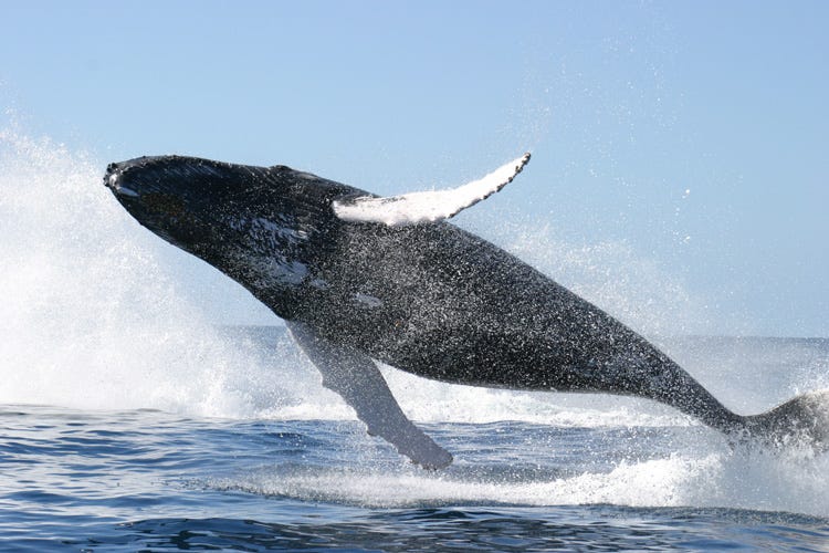 File:Humpback whale jumping.jpg