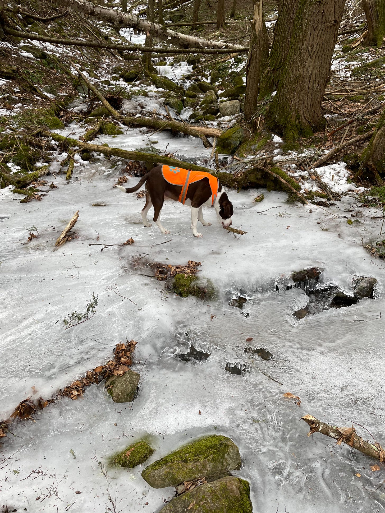 Brown and white dog in orange safety vest sniffs a stick while standing on an iced-over creek