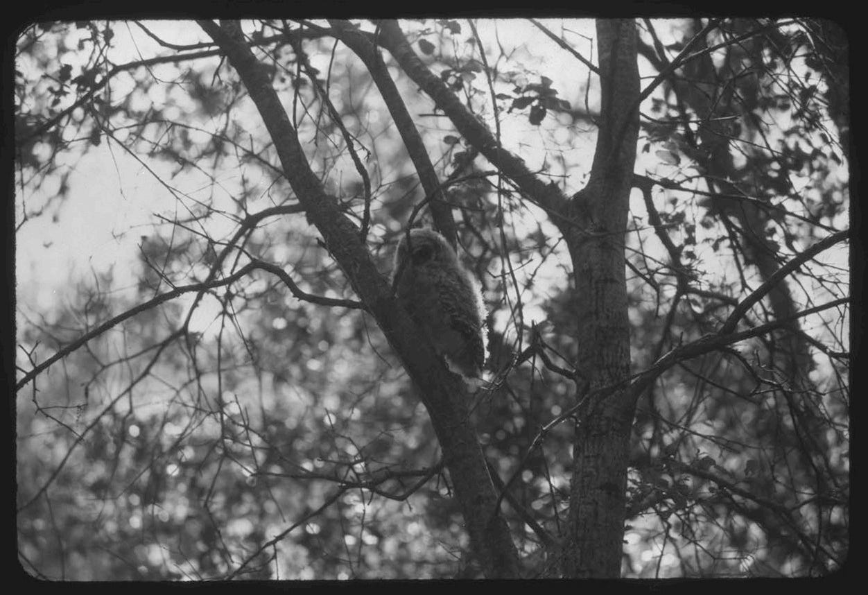black and white photo of a northern spotted owl in a tree
