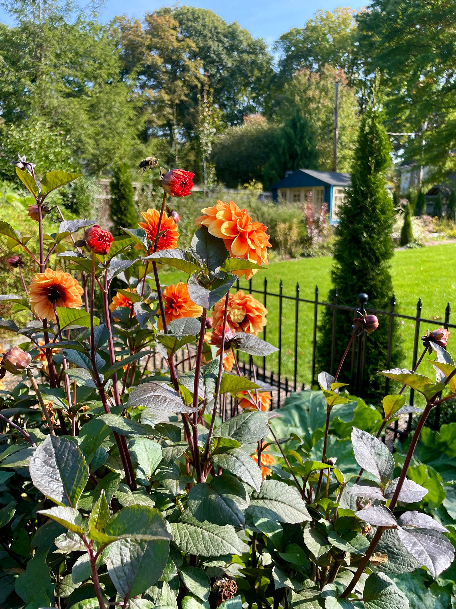 Dahlia ‘David Howard’ is one that I have wanted for many years but it is just now getting easier to source it in the US. Here it is in the Kitchen Garden looking towards the potting shed. 