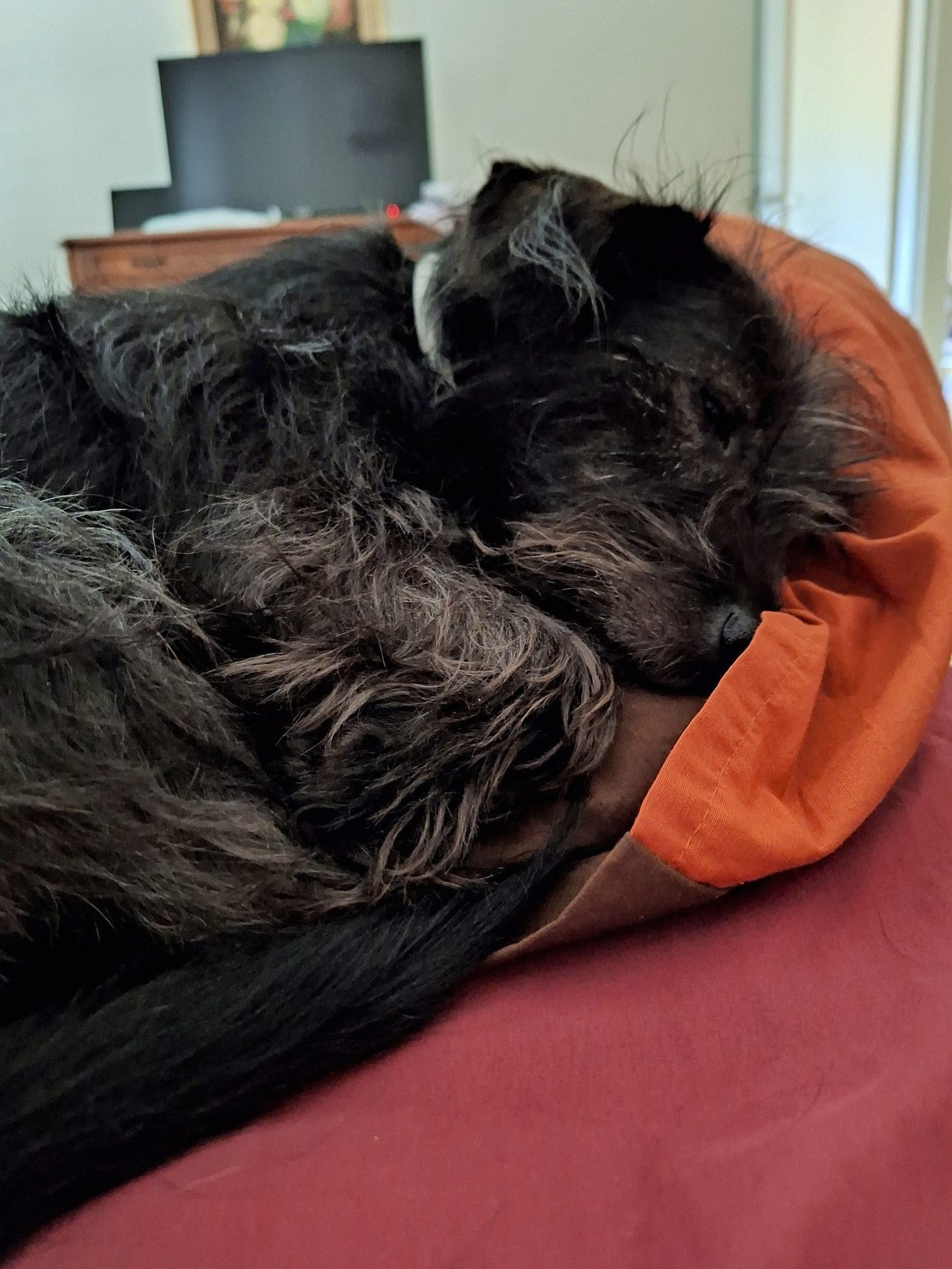 A small black dog sleeps cozily over an orange and black pillow