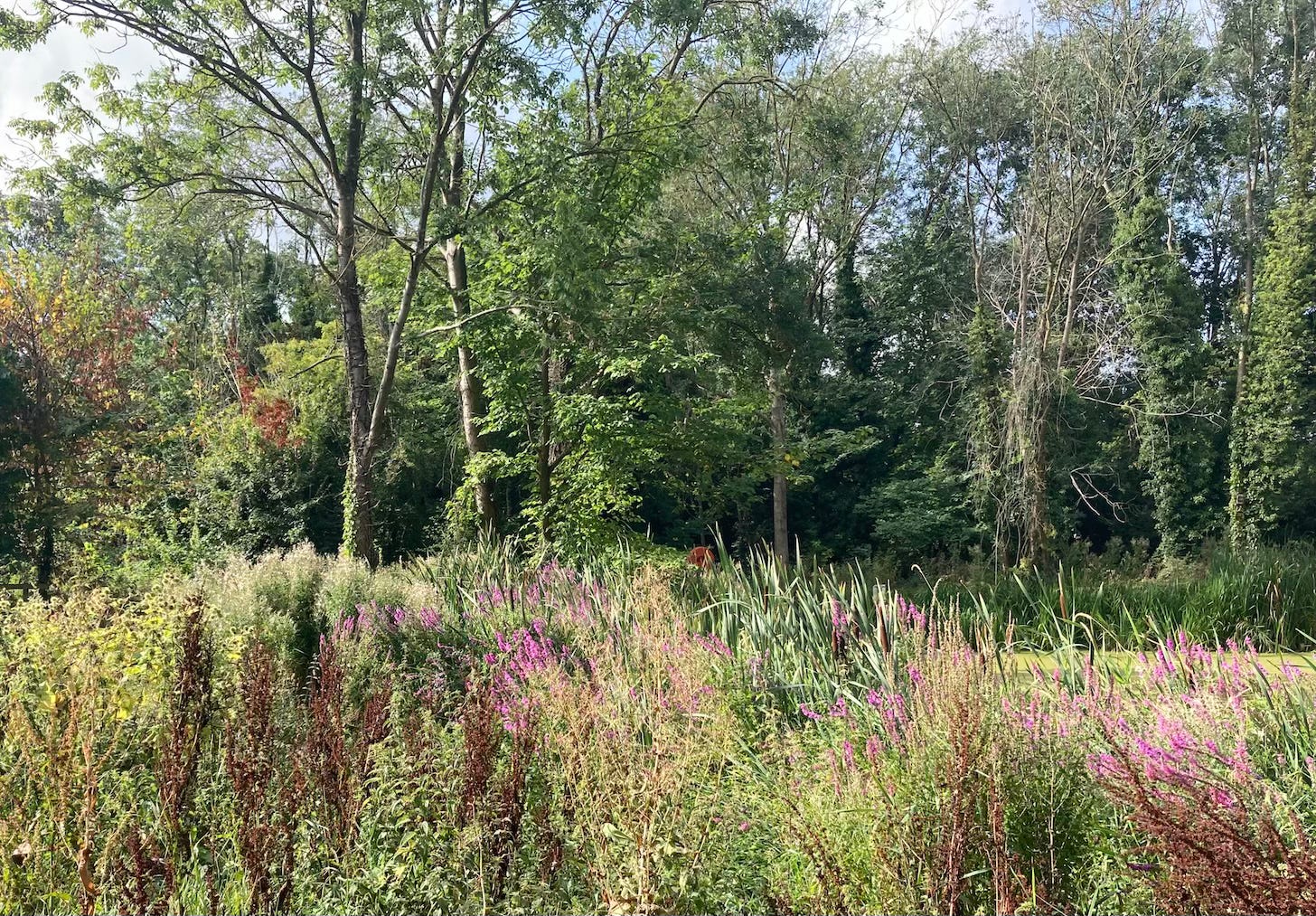 A wooded english landscape with foliage in the foreground