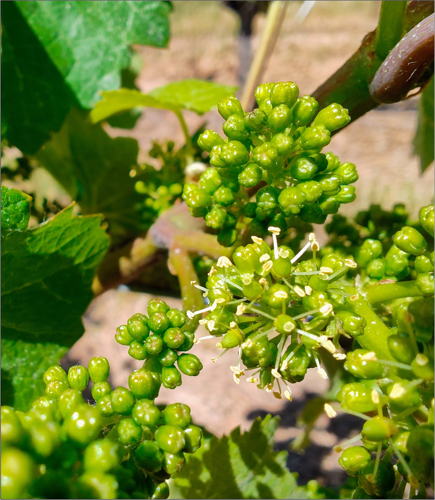 Wadenswil Clone Pinot Noir in bloom, Vintage 2024.