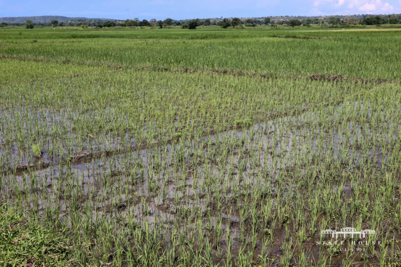 May be an image of water hyacinth and grass