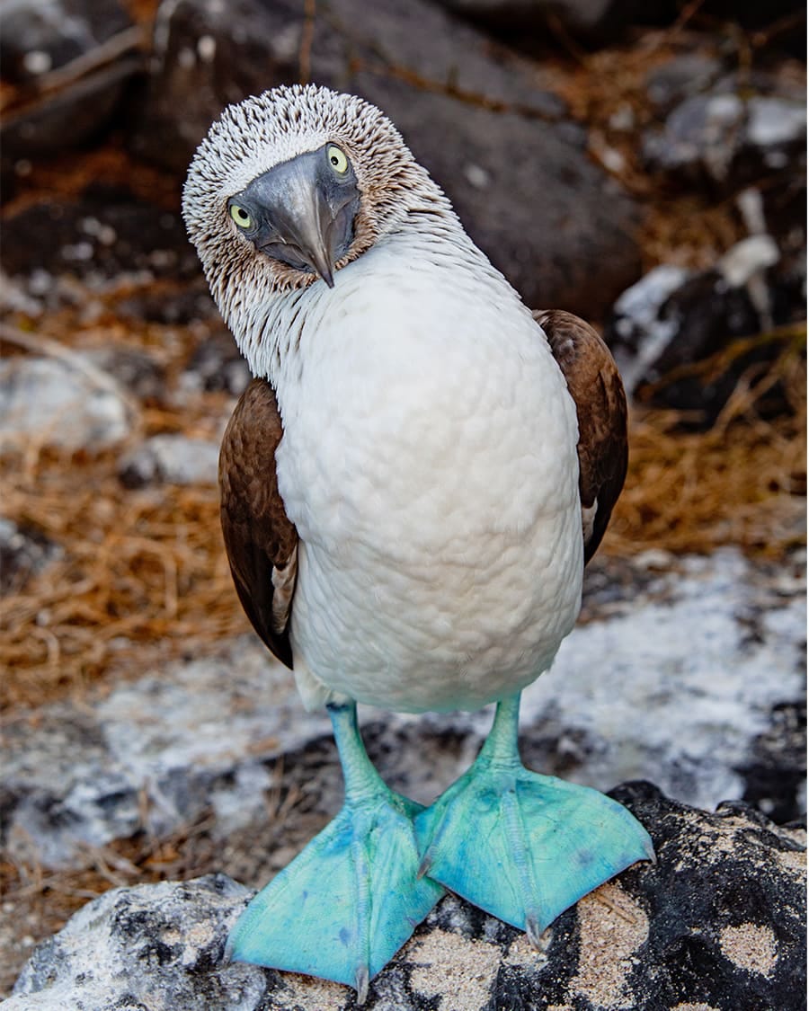 5 Fun Facts About the Blue Footed Booby | Aqua Expeditions