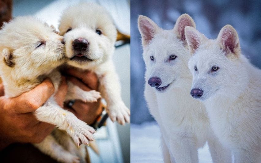Game of Thrones' comes to life: After 12,000 years first cloned Dire Wolf  born in secret facility, dire wolf, dire wolf extinct, elon musk, de  extinction, Colossal Biosciences, extinct species, DNA