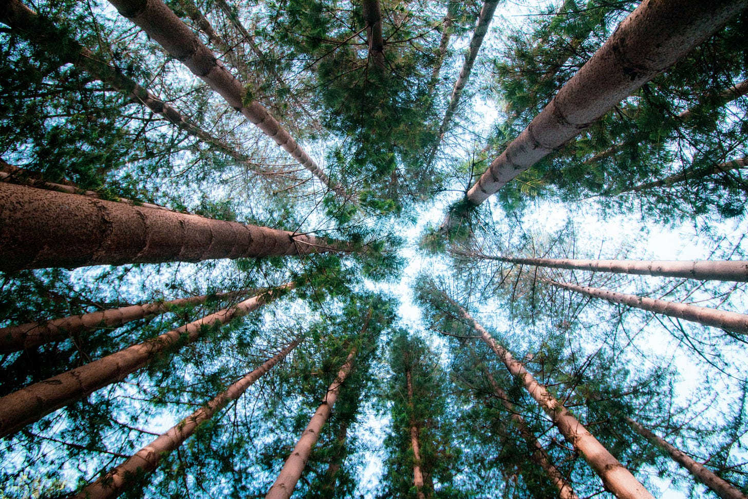 view from the ground looking up at tall pine trees