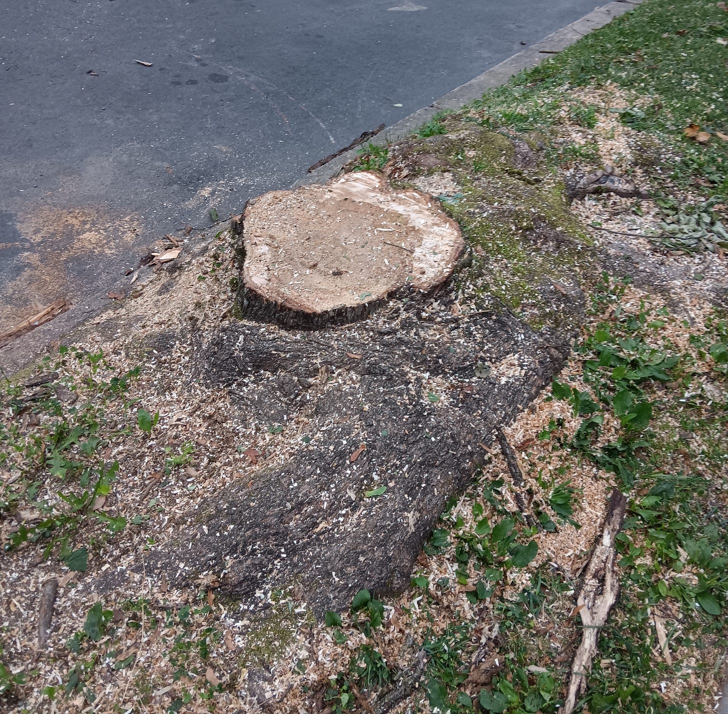 Stump of a silver maple next to a street.